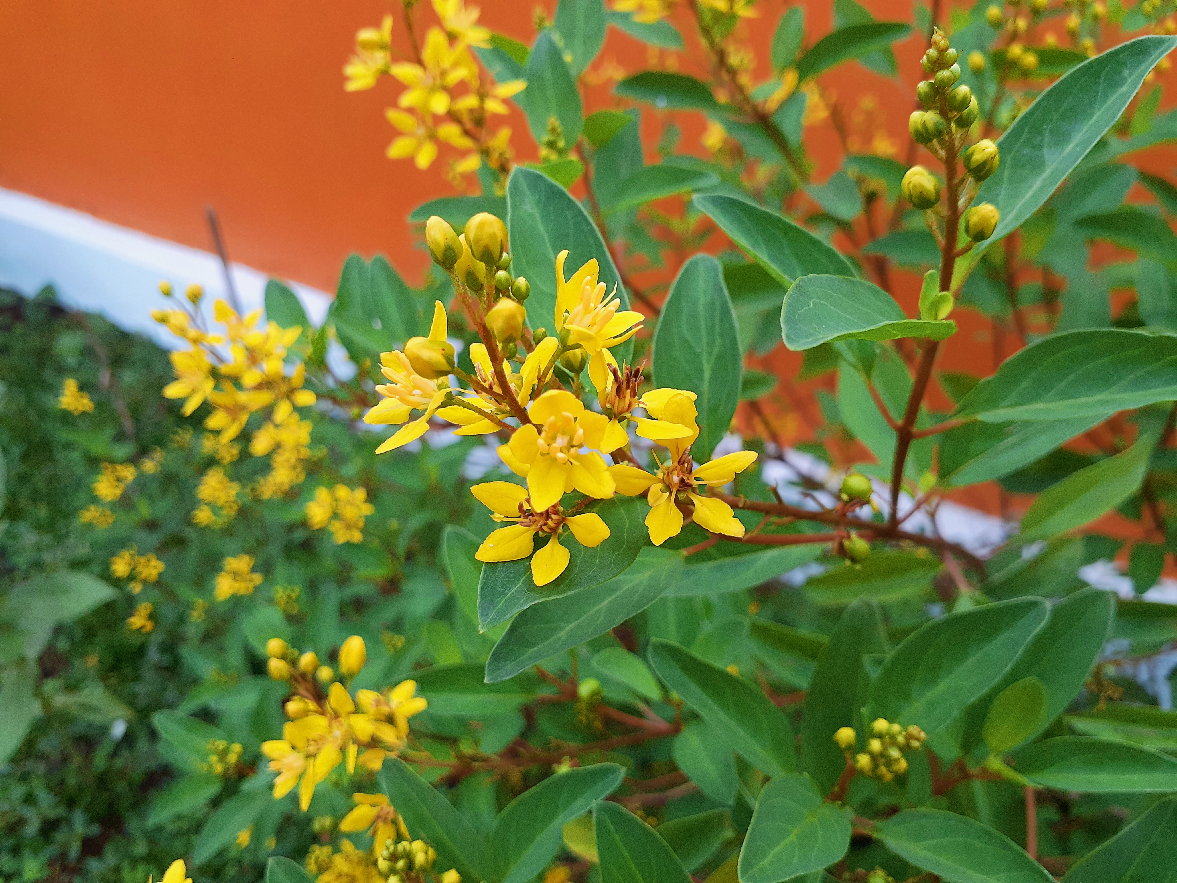 Stingless Bee Garden