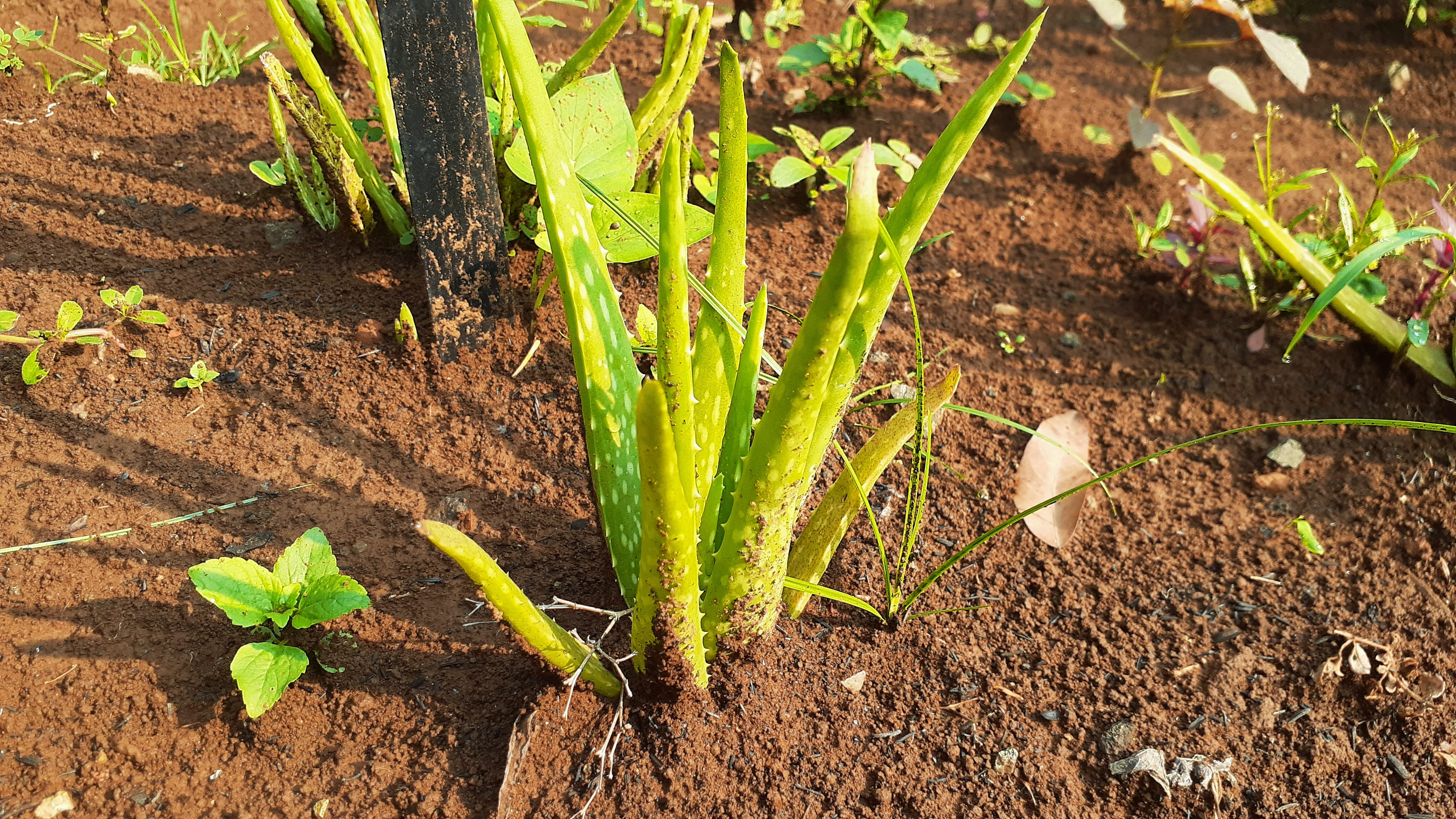 Lidah Buaya