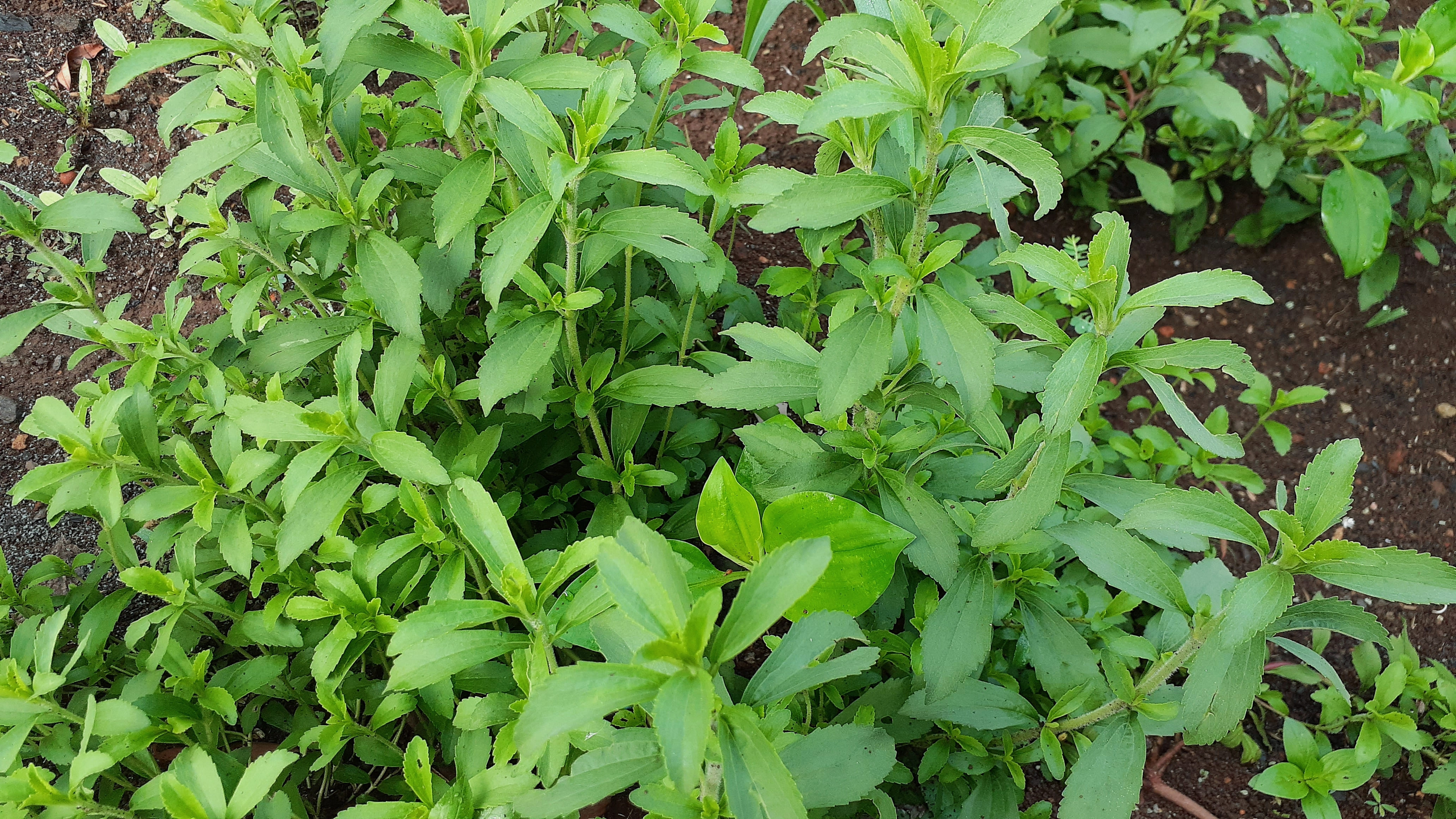 Stevia